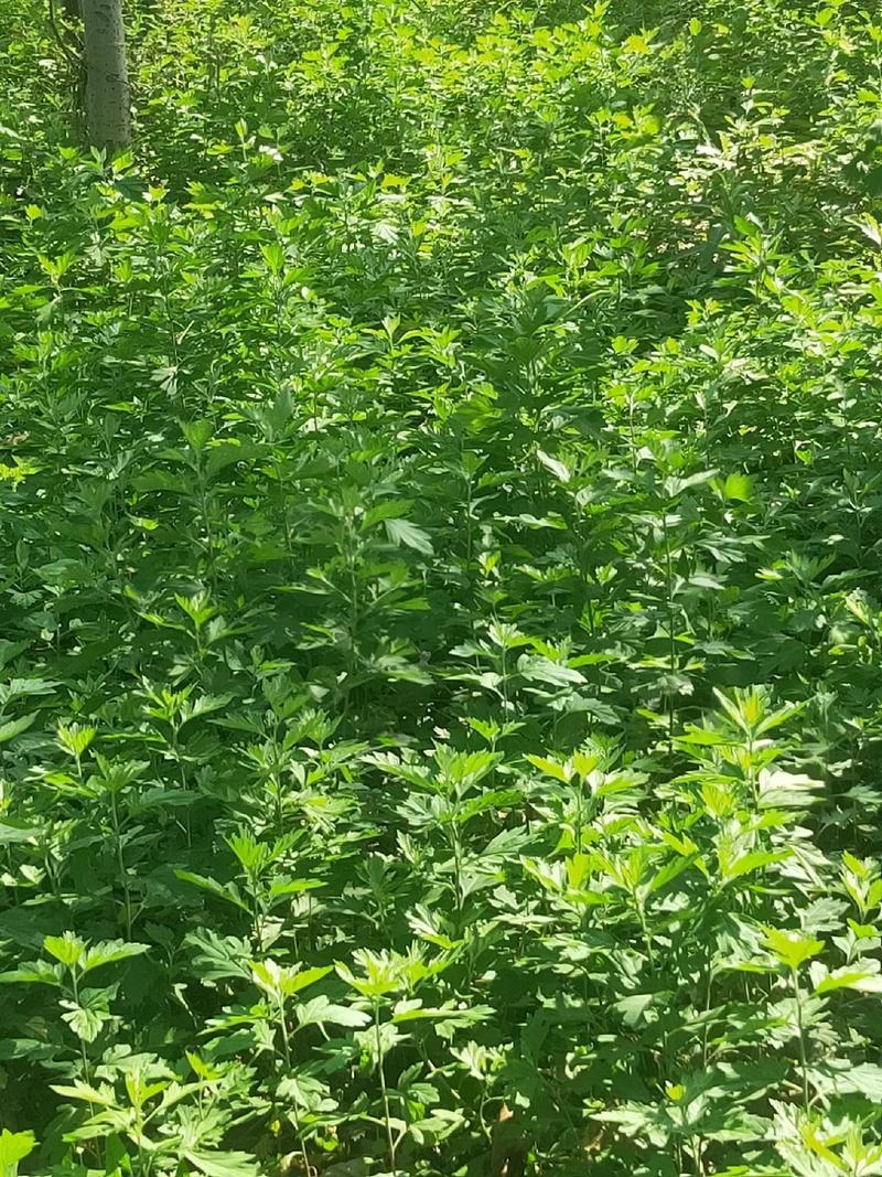 青岛乡里乡亲|卜钦龙:让千年“艾艺”绽放乡村振兴之花