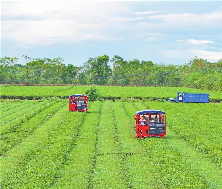 泰和县：采收秋茶（图）