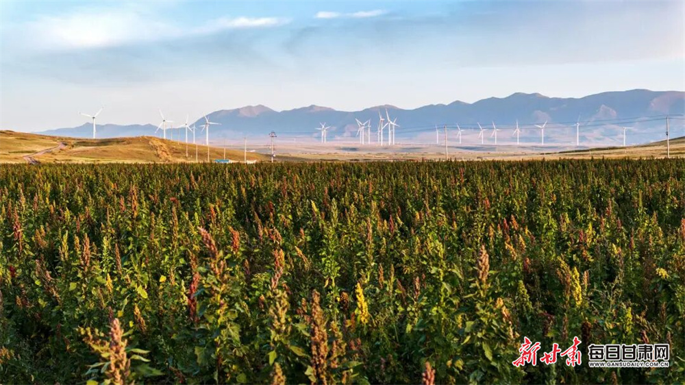 甘肃天祝：祁连山下藜麦红