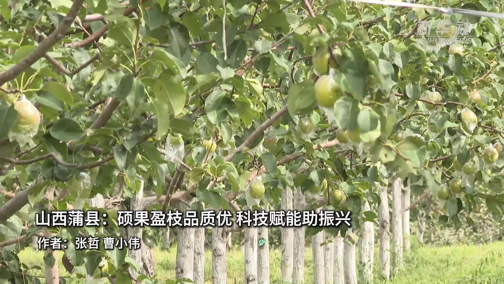 山西蒲县：硕果盈枝品质优 科技赋能助振兴