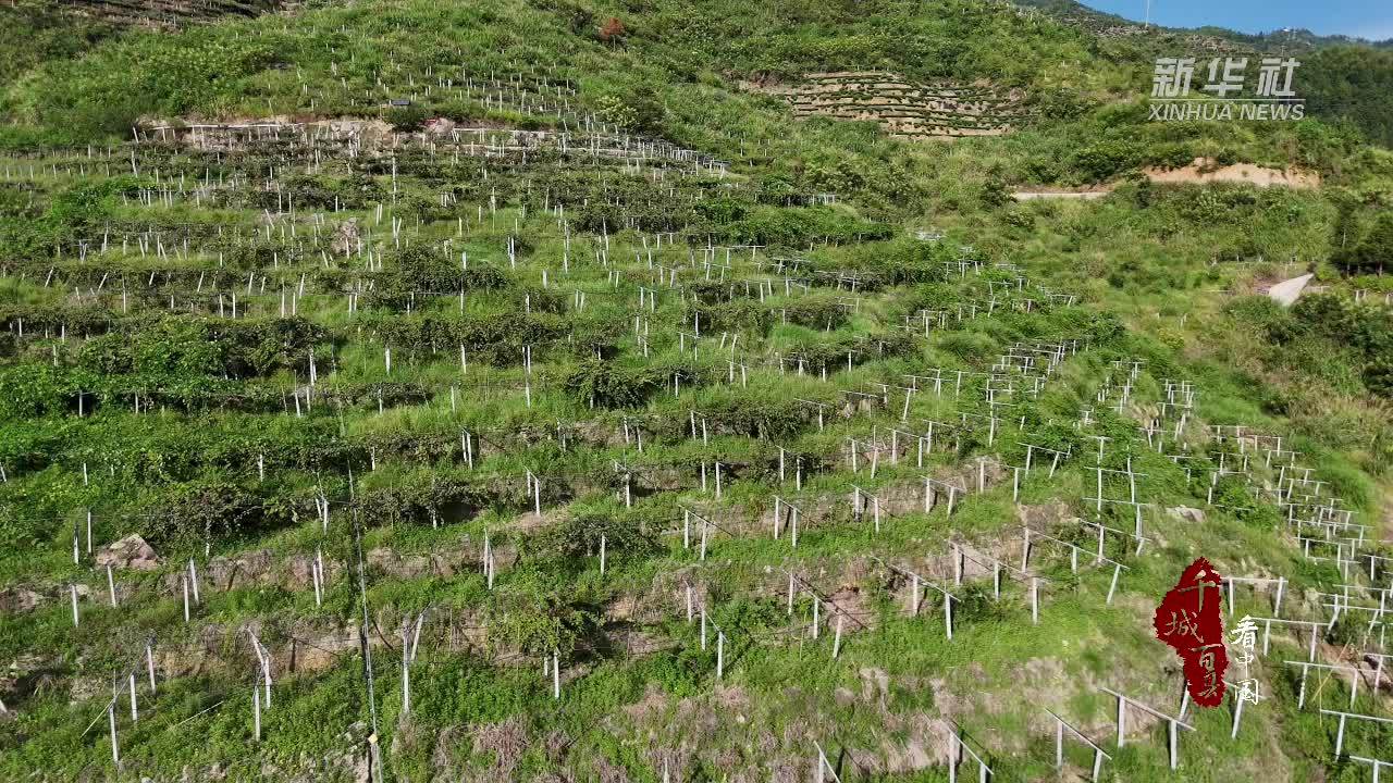 千城百县看中国·“丰”景正好｜福建寿宁：千亩猕猴桃果园迎丰产