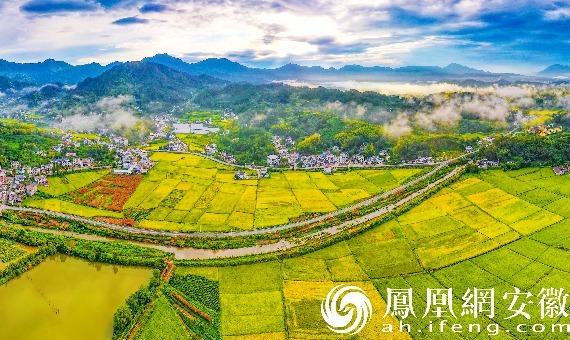安徽岳西：大地铺金 丰收在望