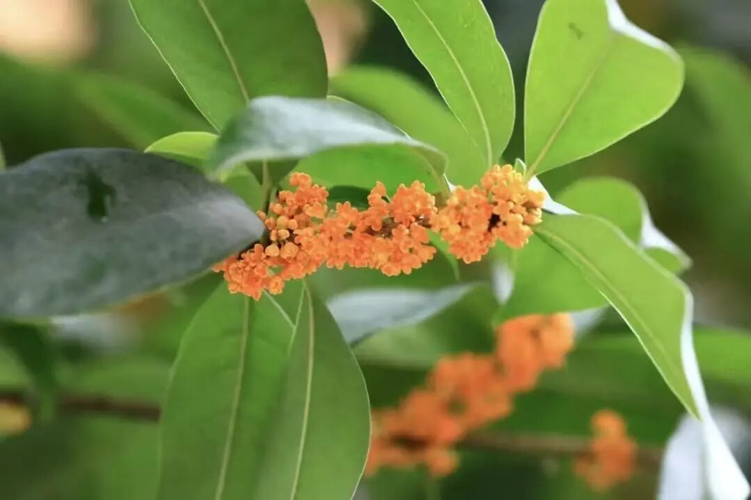 △金徽大道旁桂花