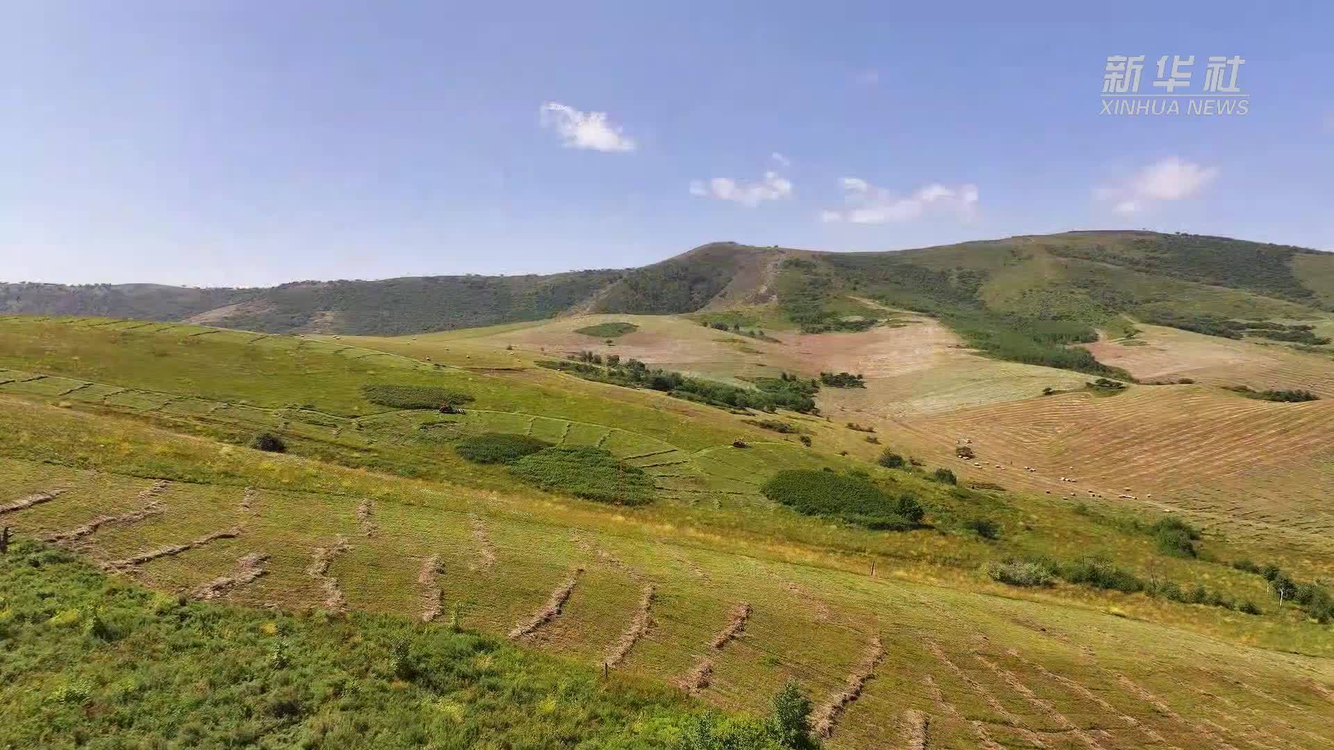 千城胜景｜内蒙古巴林右旗：绿野披金打草忙