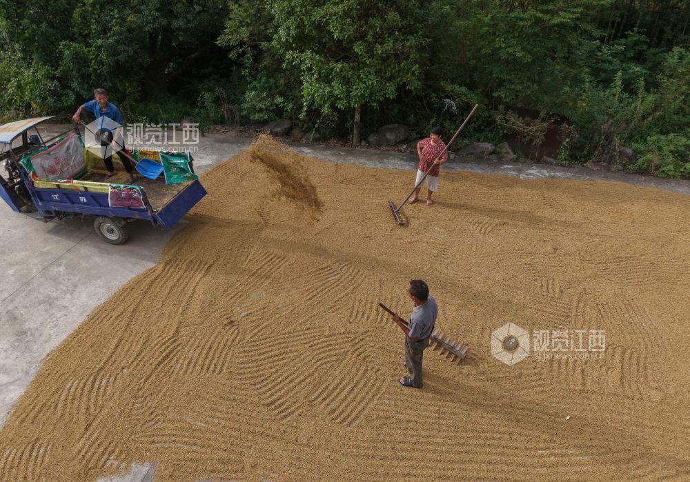 宜春：潭山梯田迎丰收图景（图）