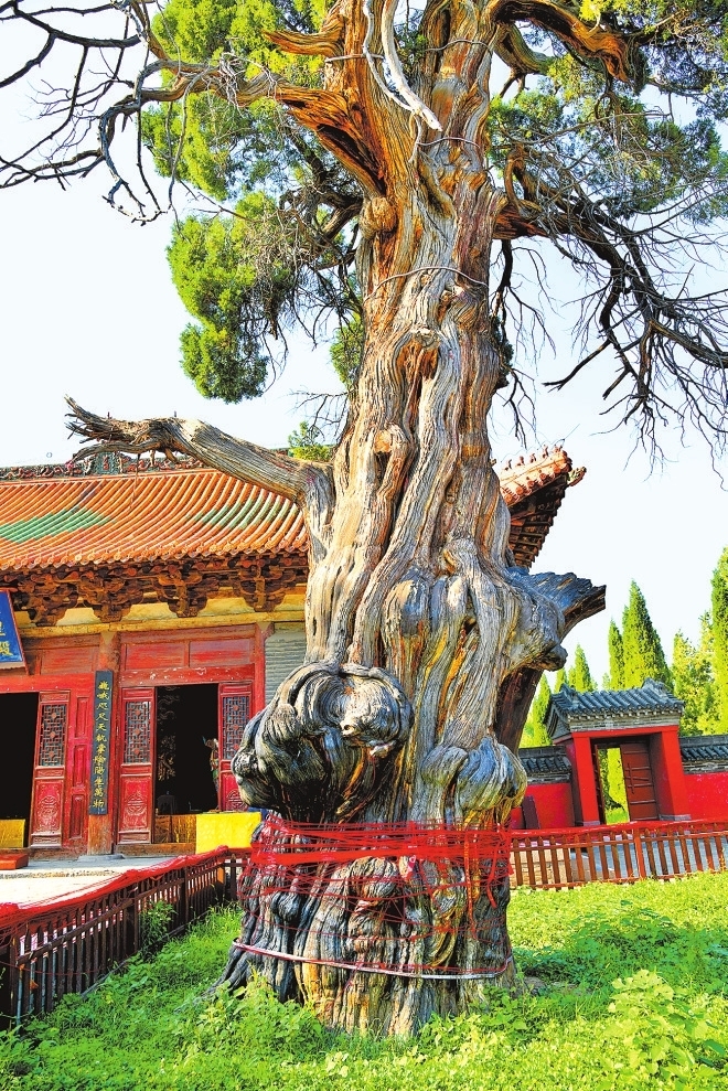 济源市济渎庙将军柏。（图片除署名外均为省林业局供图）