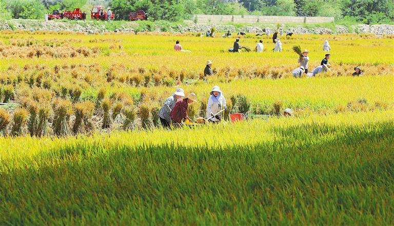 在陇南市武都区石门镇，农户正抢收水稻。新甘肃&middot;甘肃日报通讯员　李旭春