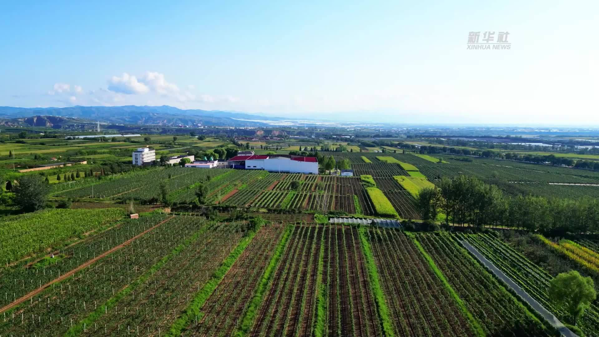 山西太谷：葡萄喜丰收 串起乡村振兴“甜蜜产业链”