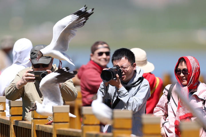 游客在甘肃省甘南藏族自治州碌曲县尕海湿地近距离拍摄、观赏棕头鸥（2025年7月11日摄）新华社记者　陈斌　摄