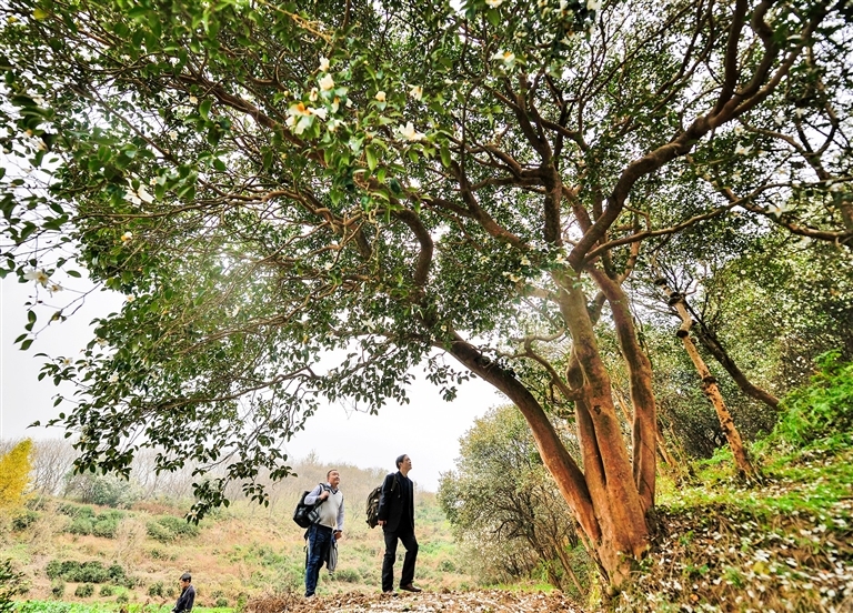 新县沙窝镇油茶。 白云龙 摄