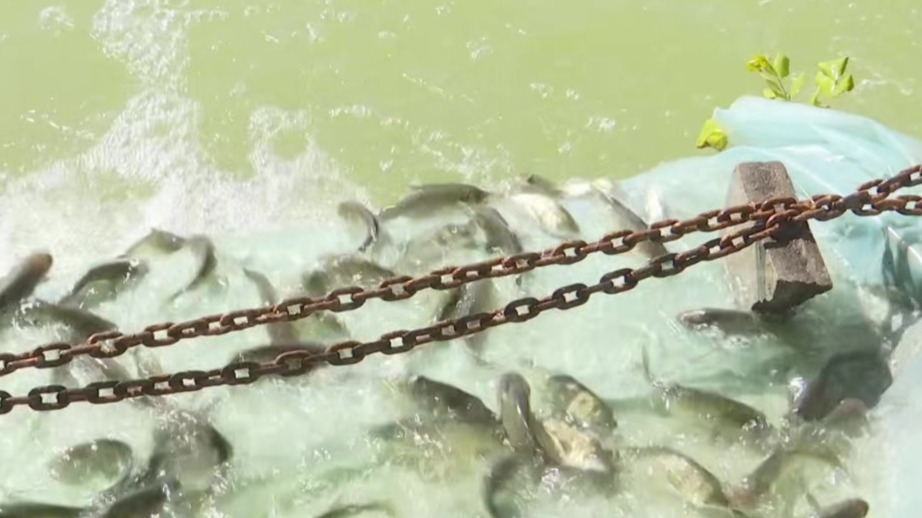 80多万尾鱼苗搬进新家　甘肃肃州玩转“渔”乐圈