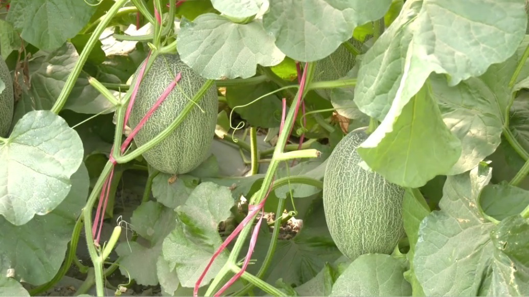 甘肃肃州上演“甜蜜蜜”　吃瓜群众快来围观