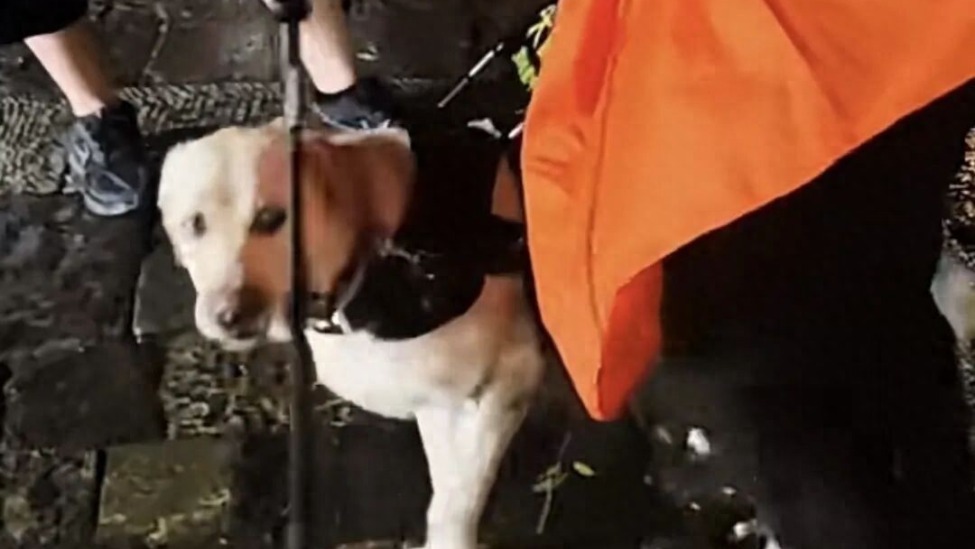 盲人夫妻带导盲犬爬泰山引争议，自己穿着雨衣，小狗浑身湿透