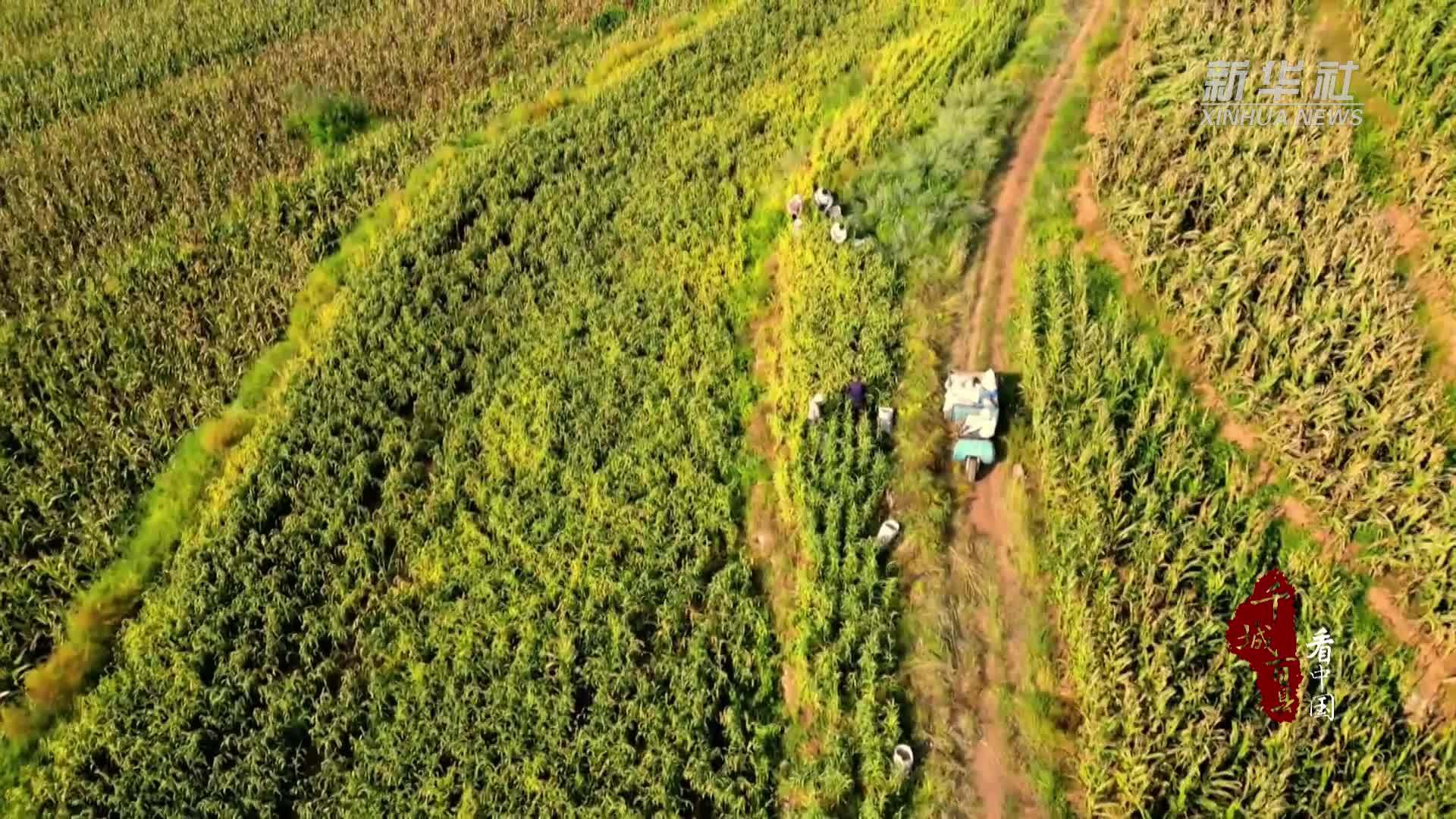 千城百县看中国·“丰”景正好｜山东潍坊：谷米飘香 丰收正酣