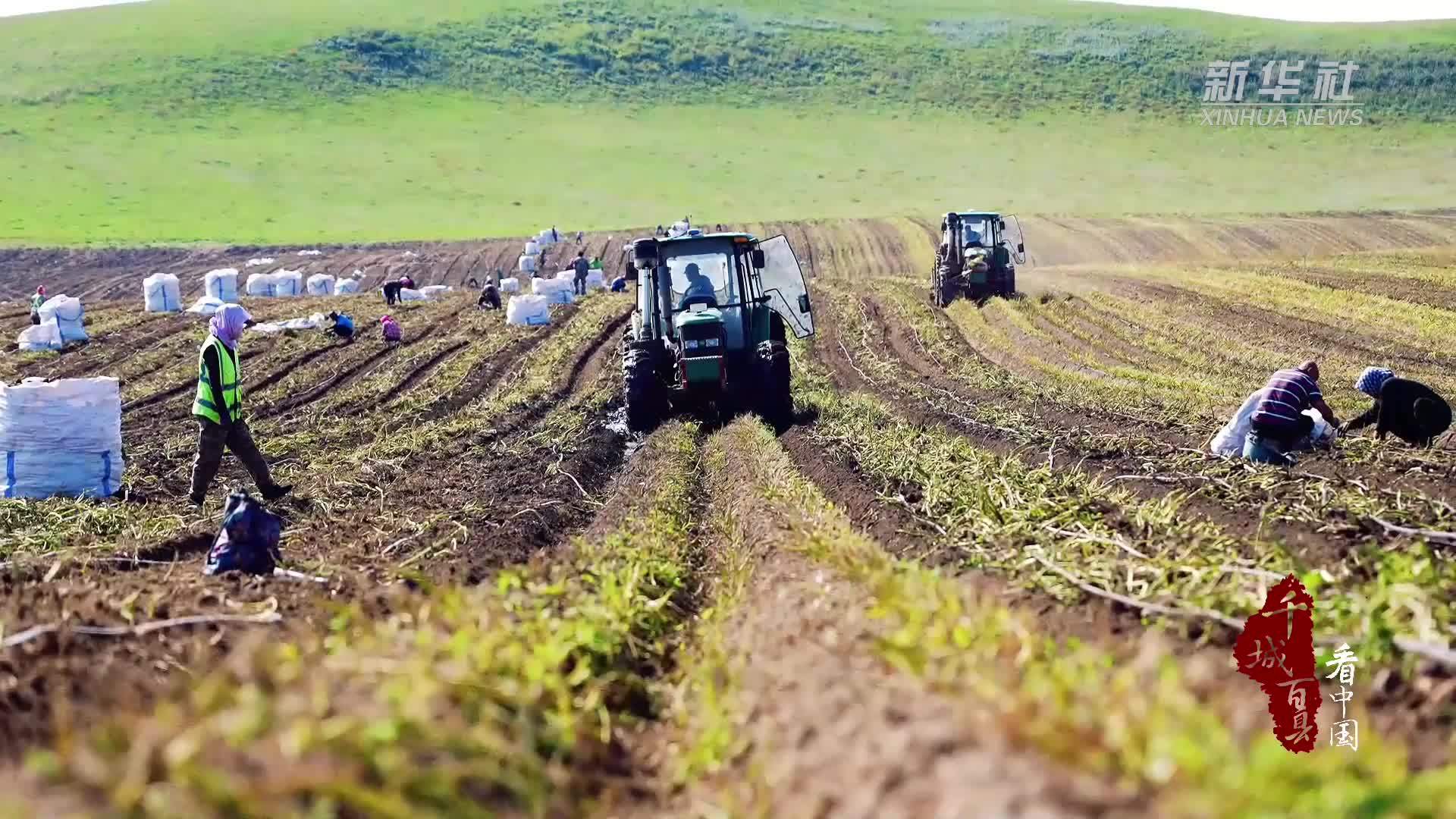 千城百县看中国·“丰”景正好｜内蒙古：土豆满仓绘就秋日丰收图