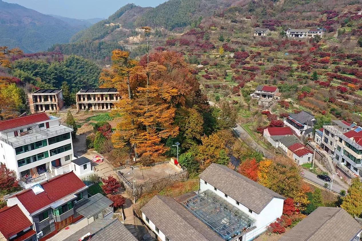 余姚市棠溪村金錢松古樹文化公園