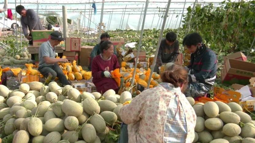甜蜜产业丰收忙　甘肃肃州农户致富“蜜”诀看这里