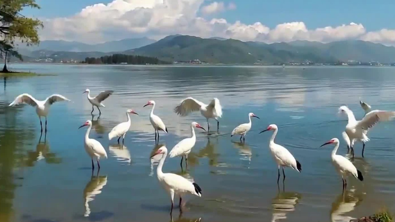 线粒体能帮助我们增强肝脏再生修复能力？科学家在候鸟身上得到答案