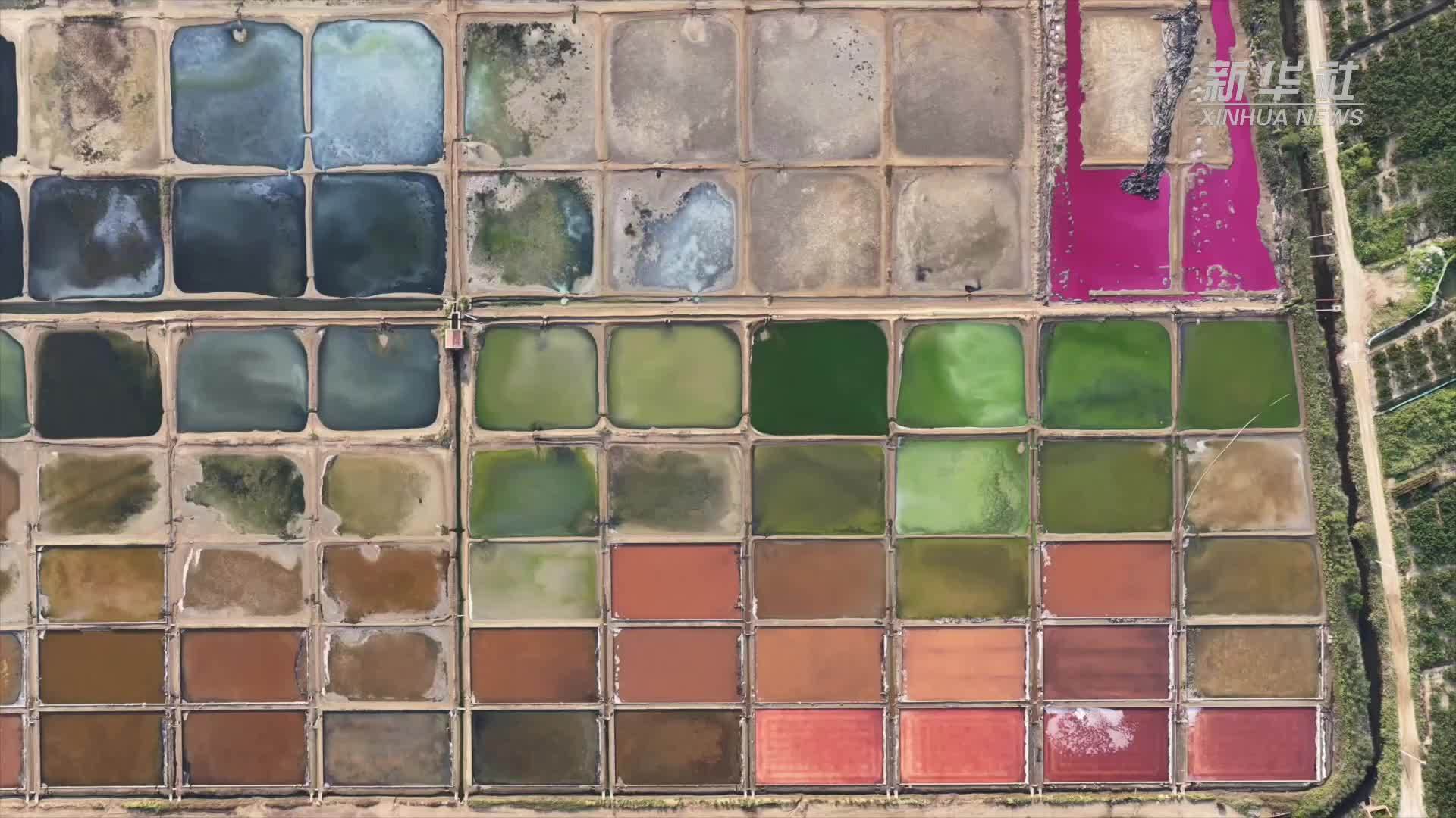 山东荣成：初秋盐田 色彩斑斓