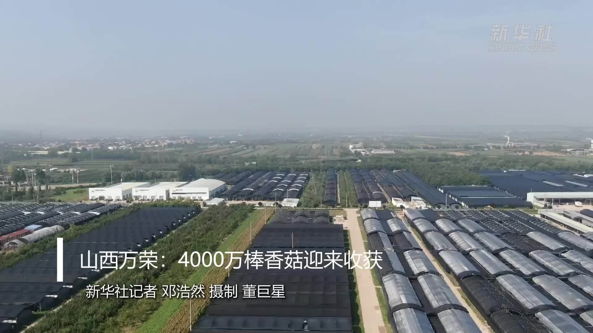 山西万荣：4000万棒香菇迎来收获