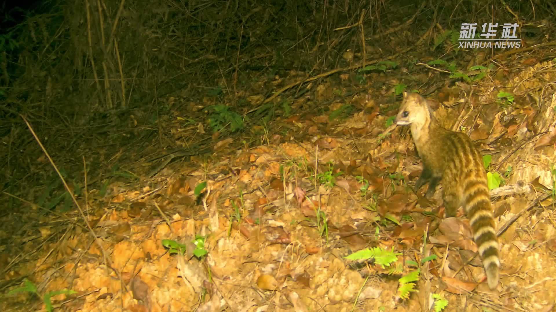 广东惠东：可可爱爱小灵猫外出觅食