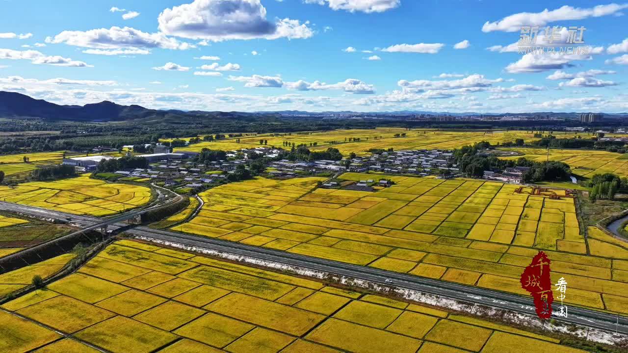 千城百县看中国·“丰”景正好｜内蒙古乌兰浩特：金稻喜开镰