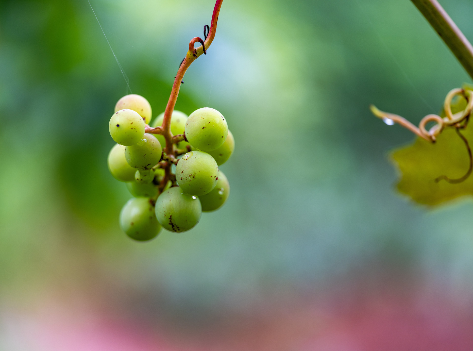 产业富民 平度大泽山葡萄节引燃高品质乡村旅游热潮
