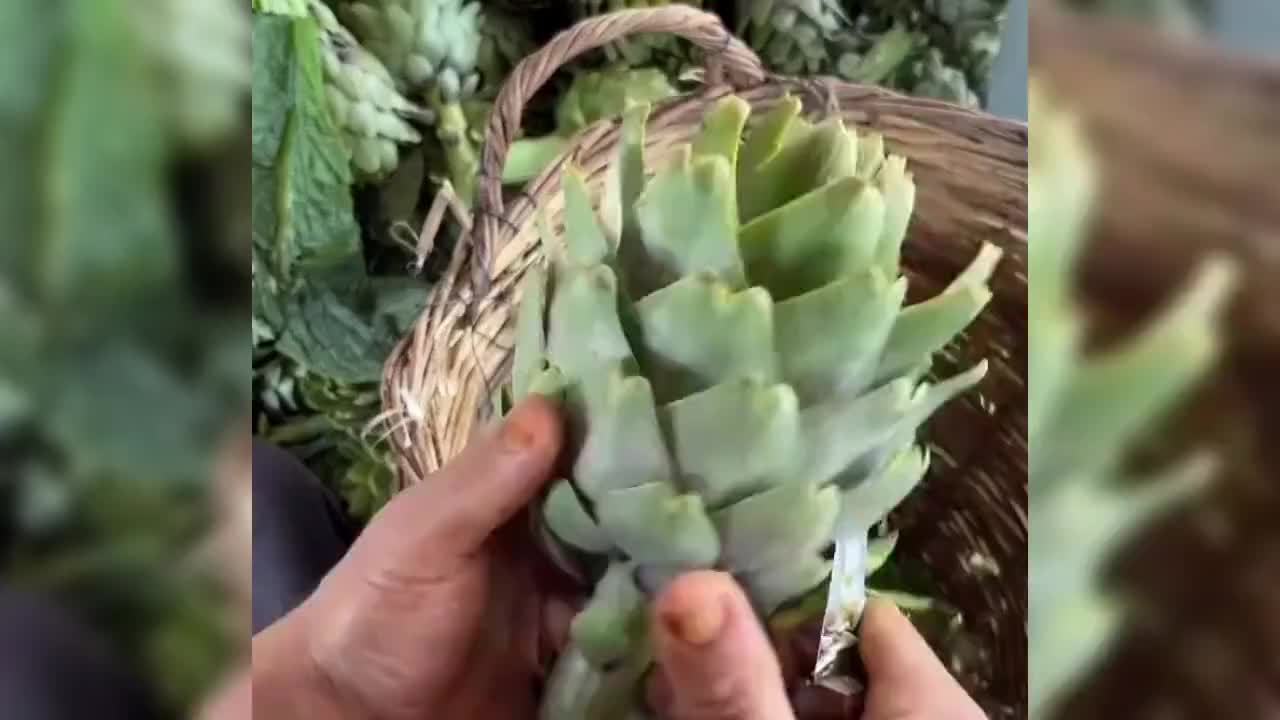 收一亩，炒一盘，哭一宿，第一个发现洋蓟能吃的人绝对是个犟种