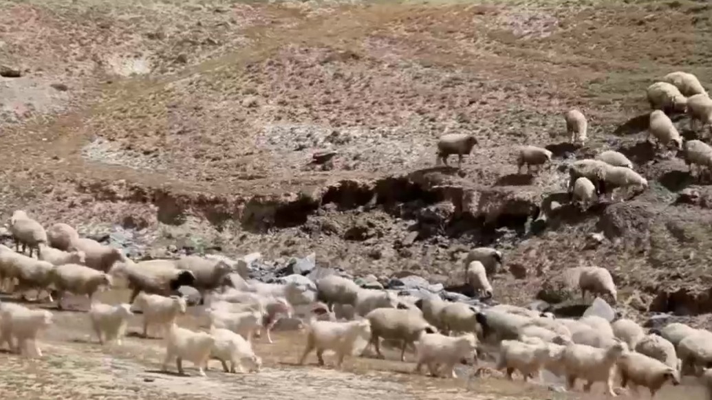 甘肃新闻丨肃北29万只牛羊秋季转场　北斗导航赋能智慧放牧