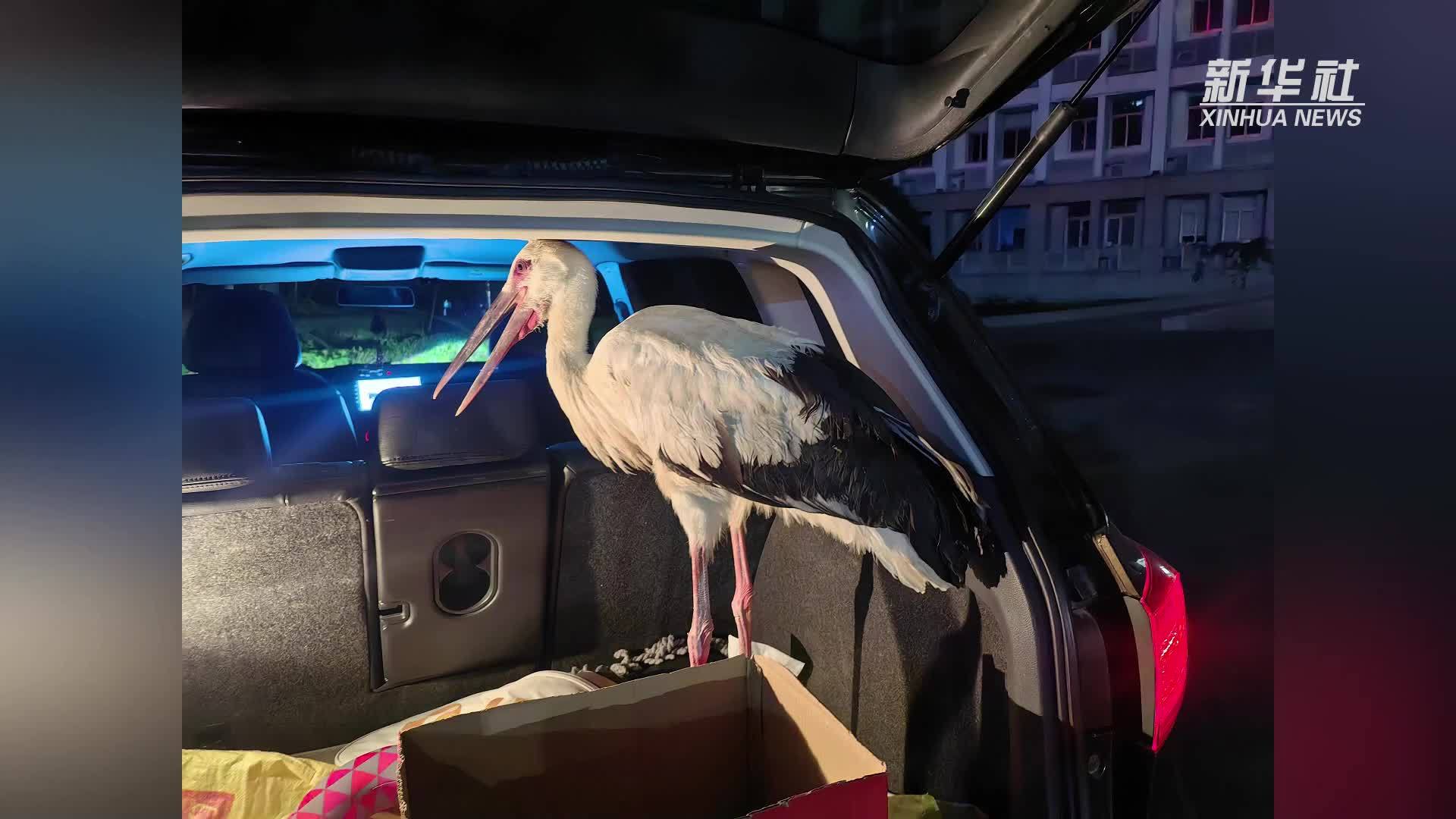 江苏金湖：一只东方白鹳放归自然