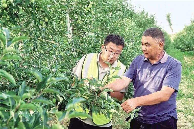张海航（左）到张军的果园查看苹果生长情况。资料图