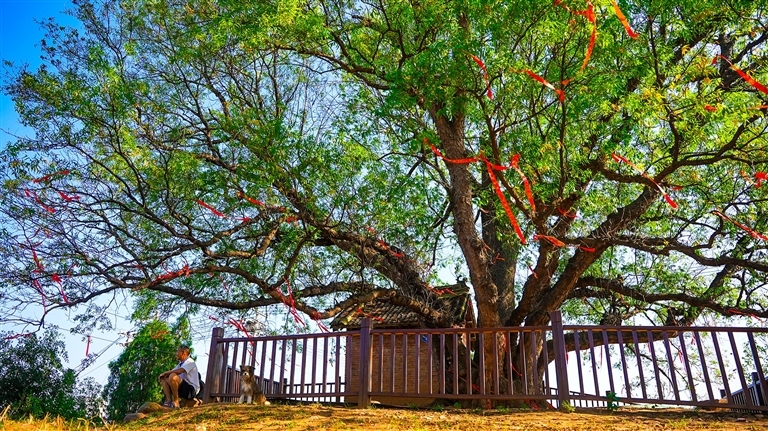 嵩县何村镇黄连木。