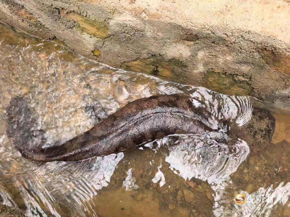 关于甘肃崆峒生态变迁　娃娃鱼“有话要说”