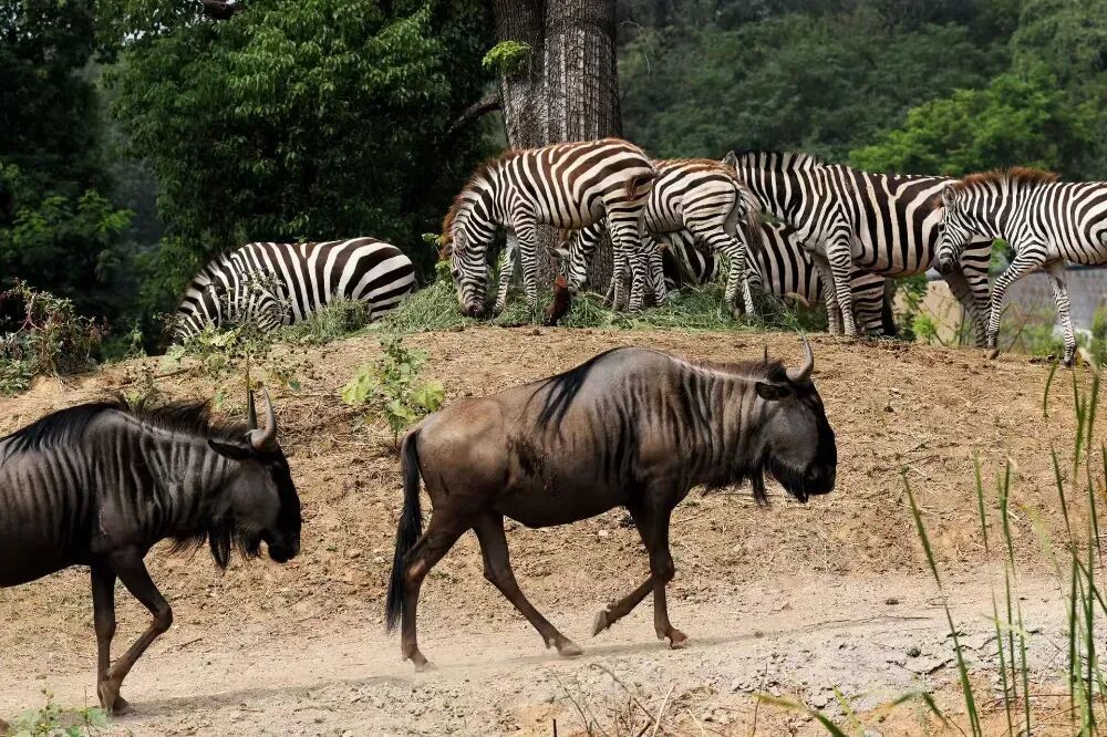 新展区、新大门！江苏一网红动物园将执行新票价