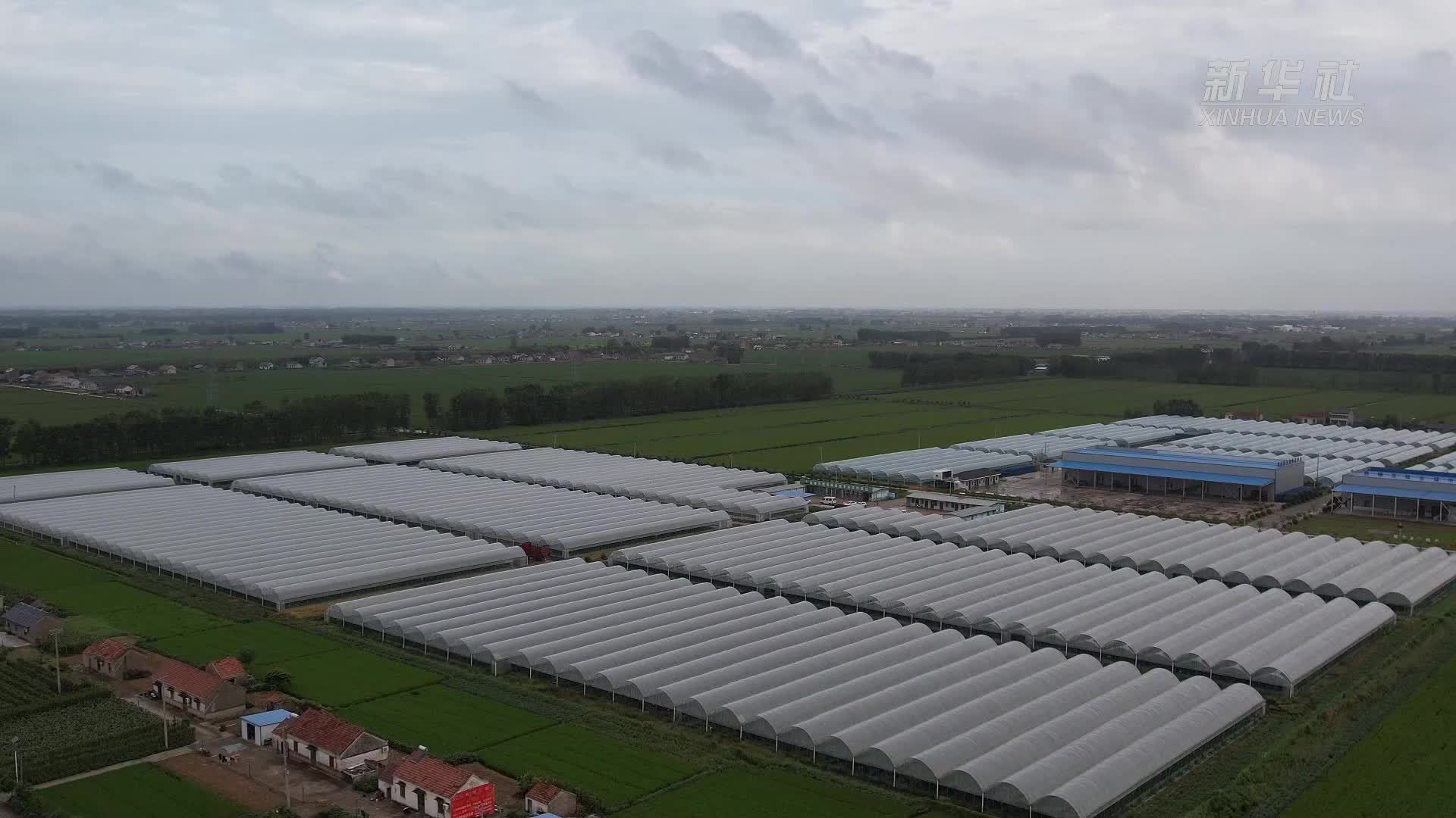 江苏射阳：阳光玫瑰迎丰收“甜”出乡村振兴新滋味