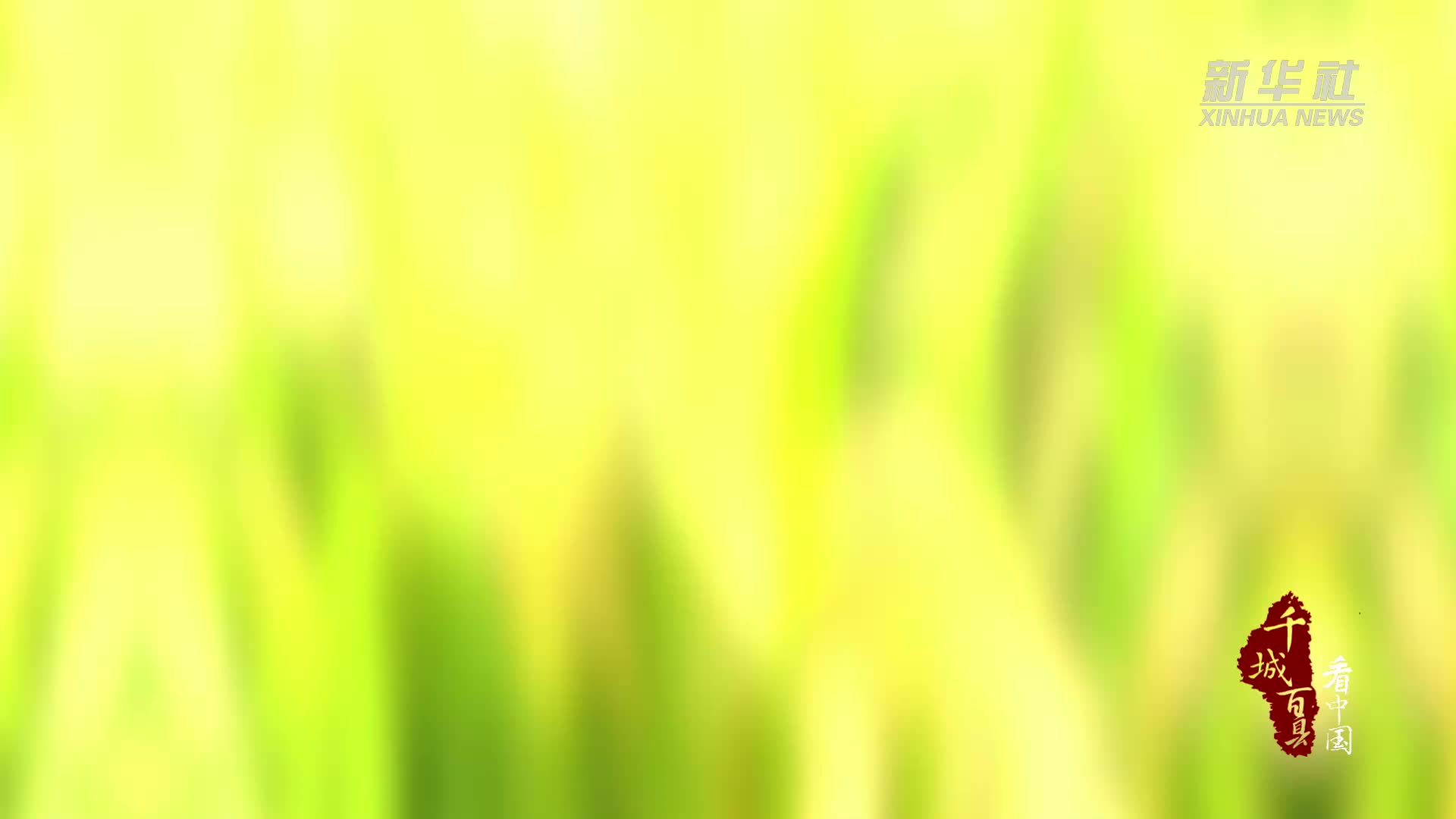 千城百县看中国·“丰”景正好｜内蒙古：金穗垂田