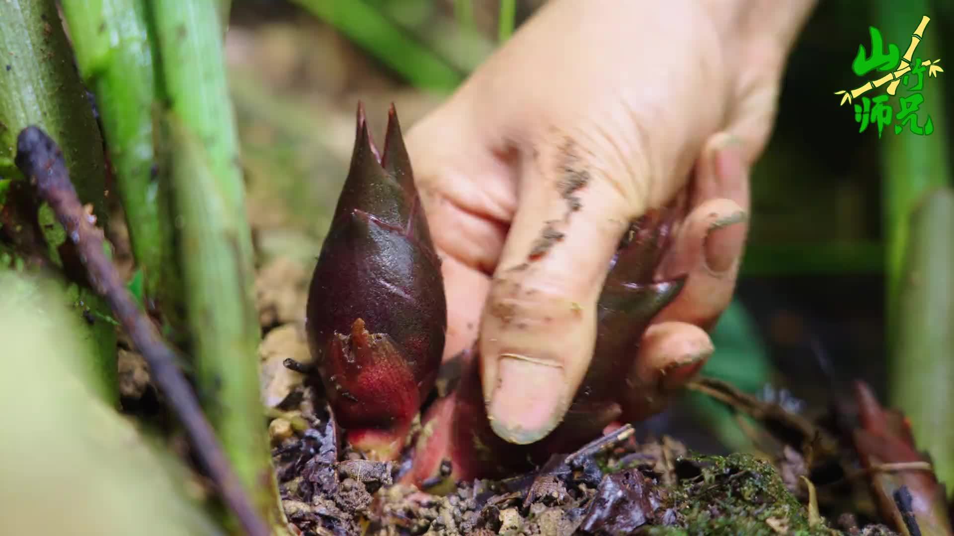 比折耳根更可怕的蔬菜，洋荷好吃吗？到底有多上头，摘两个尝一下