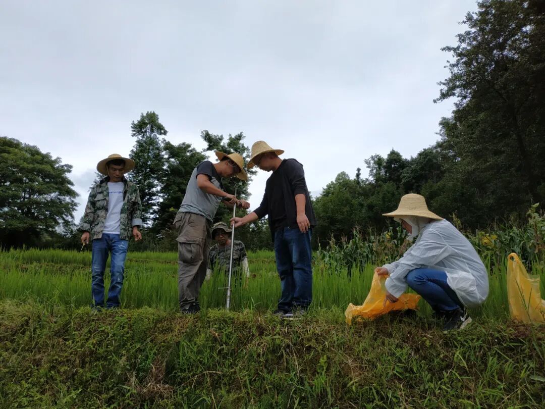红米梯田取样
