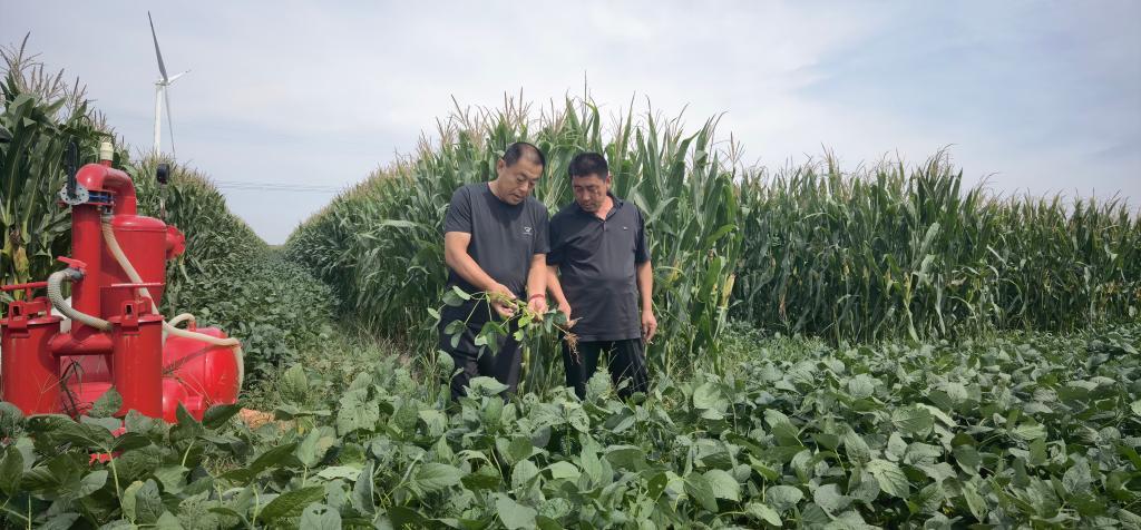 9月18日，夏津县新盛店镇新盛店村种粮大户王德春（左一）正在查看秋粮长势。（受访者供图）