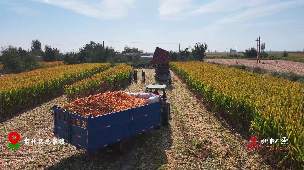 甘肃肃州秋收金满仓　玉米田里一片好“丰”光