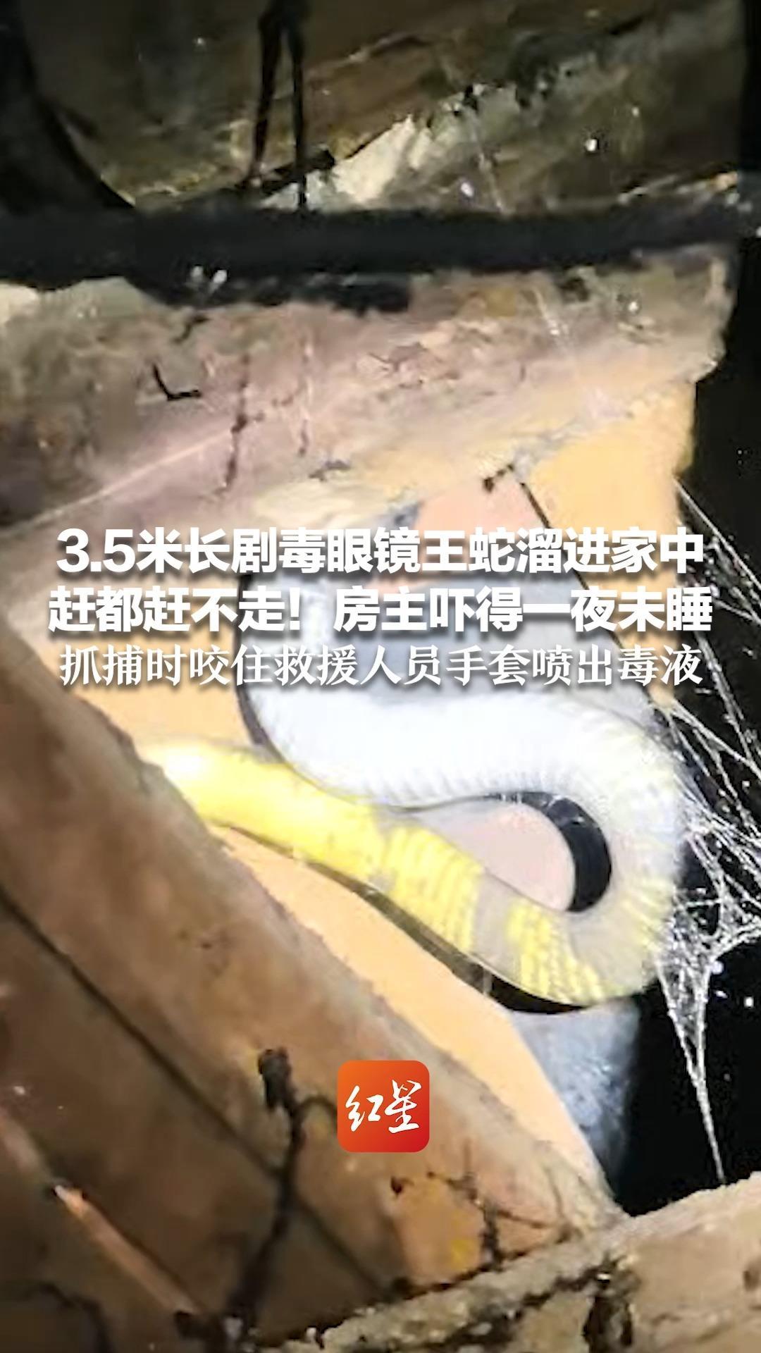 3.5米长剧毒眼镜王蛇溜进家中 赶都赶不走！房主吓得一夜未睡 抓捕时咬住救援人员手套喷出毒液 所幸防护到位