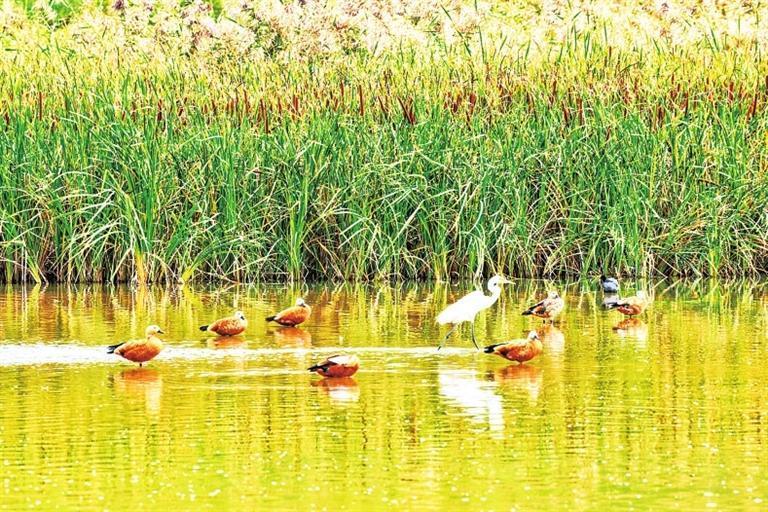 赤麻鸭结伴游玩