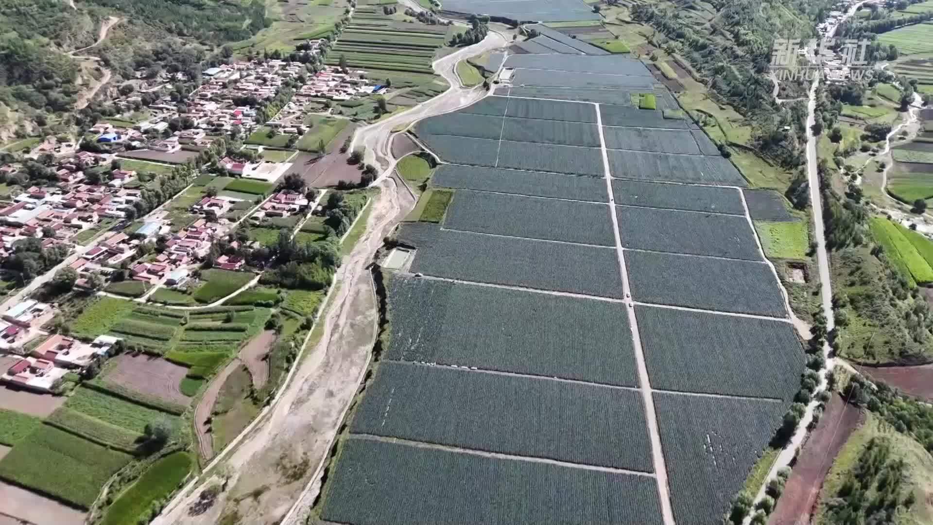 小山村首次试种西兰花喜获丰收