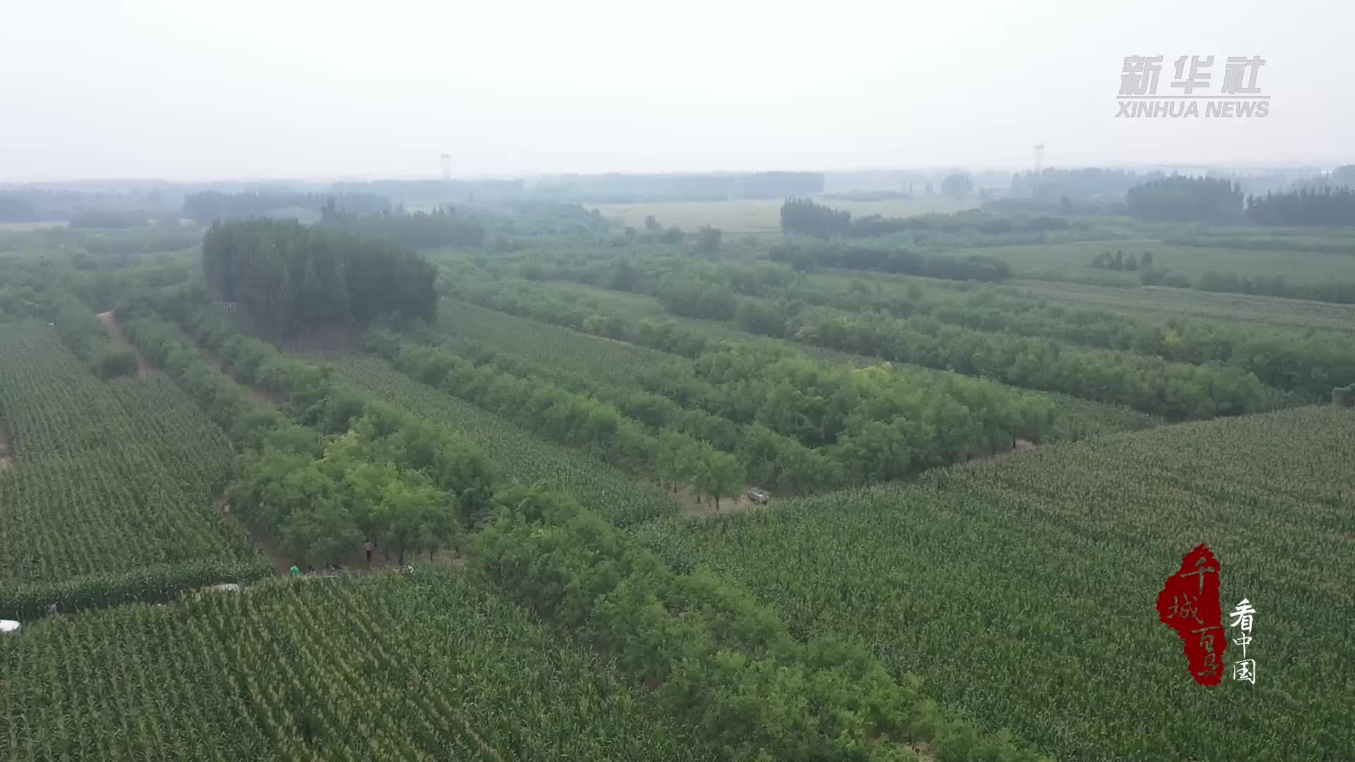 千城百县看中国·“丰”景正好｜河北献县：千亩枣园迎丰收
