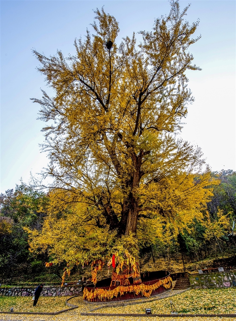 济源市王屋山千年银杏树。