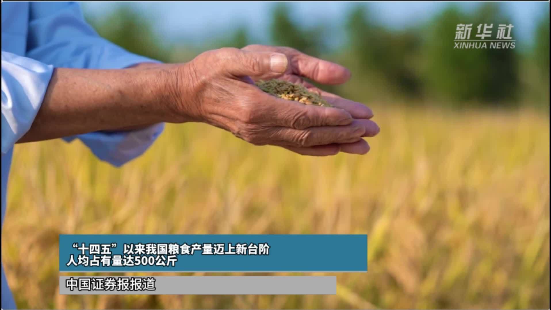 “十四五”以来我国粮食产量迈上新台阶 人均占有量达500公斤