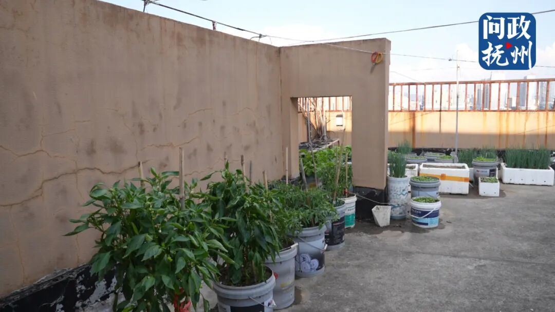 ▲楼顶平台种满了各式各样的蔬菜