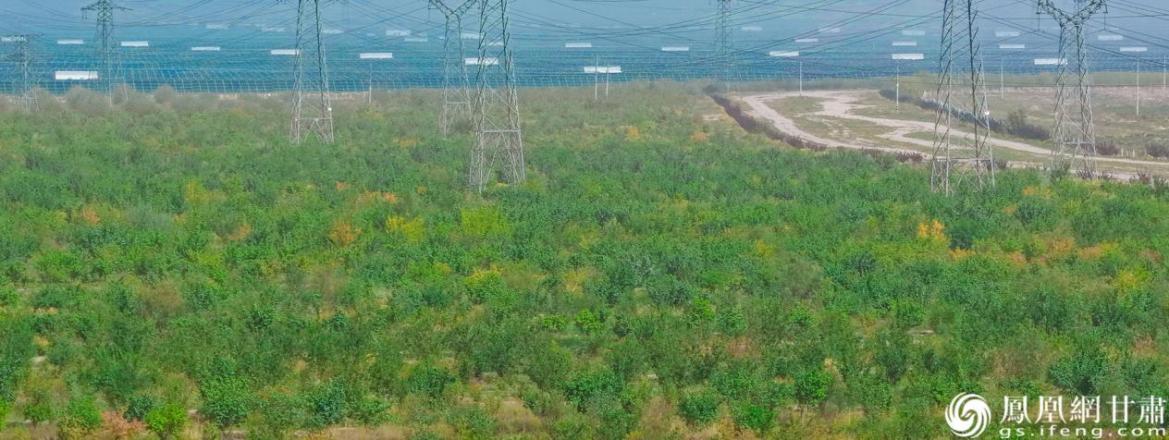 金川区绿洲边缘的防护林郁郁葱葱，筑起生态安全屏障。