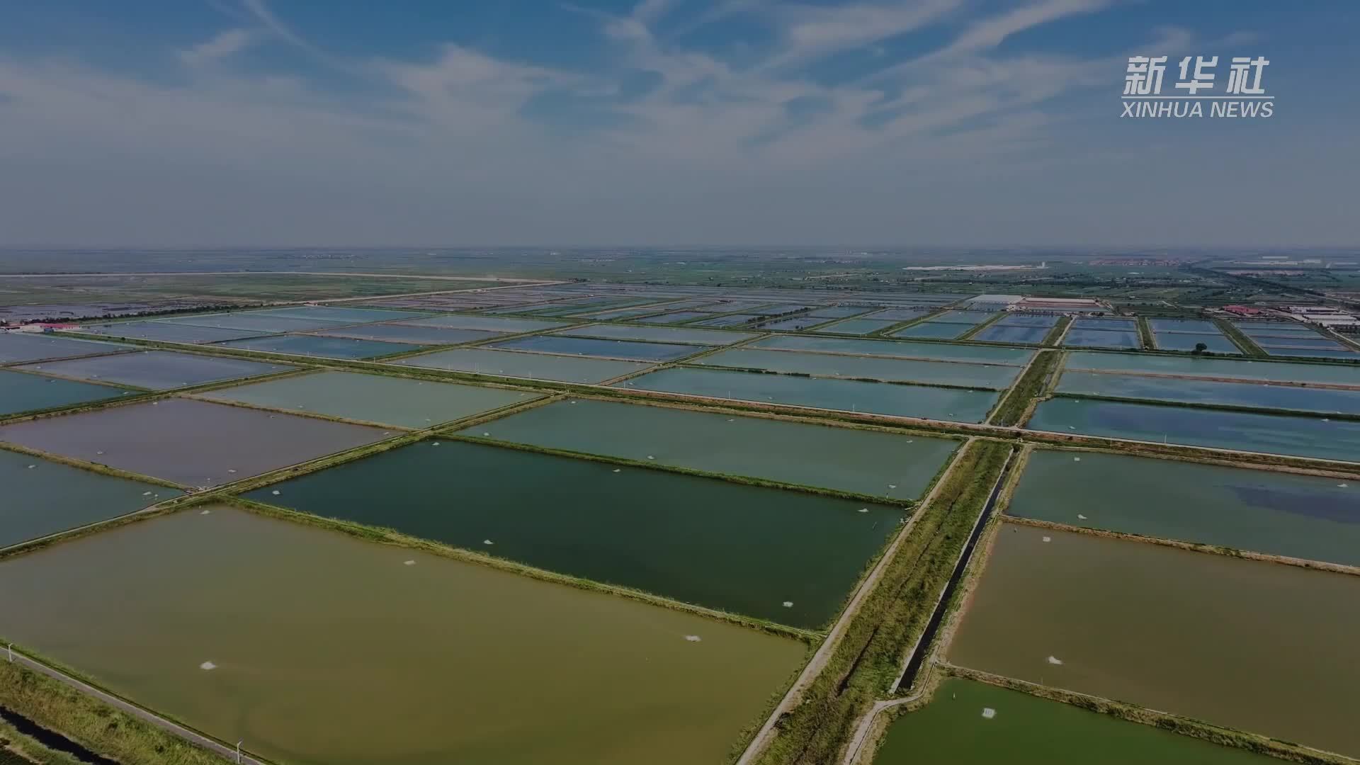 黄河口大闸蟹上市了