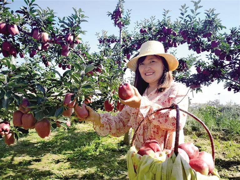 即将收获的蛇果